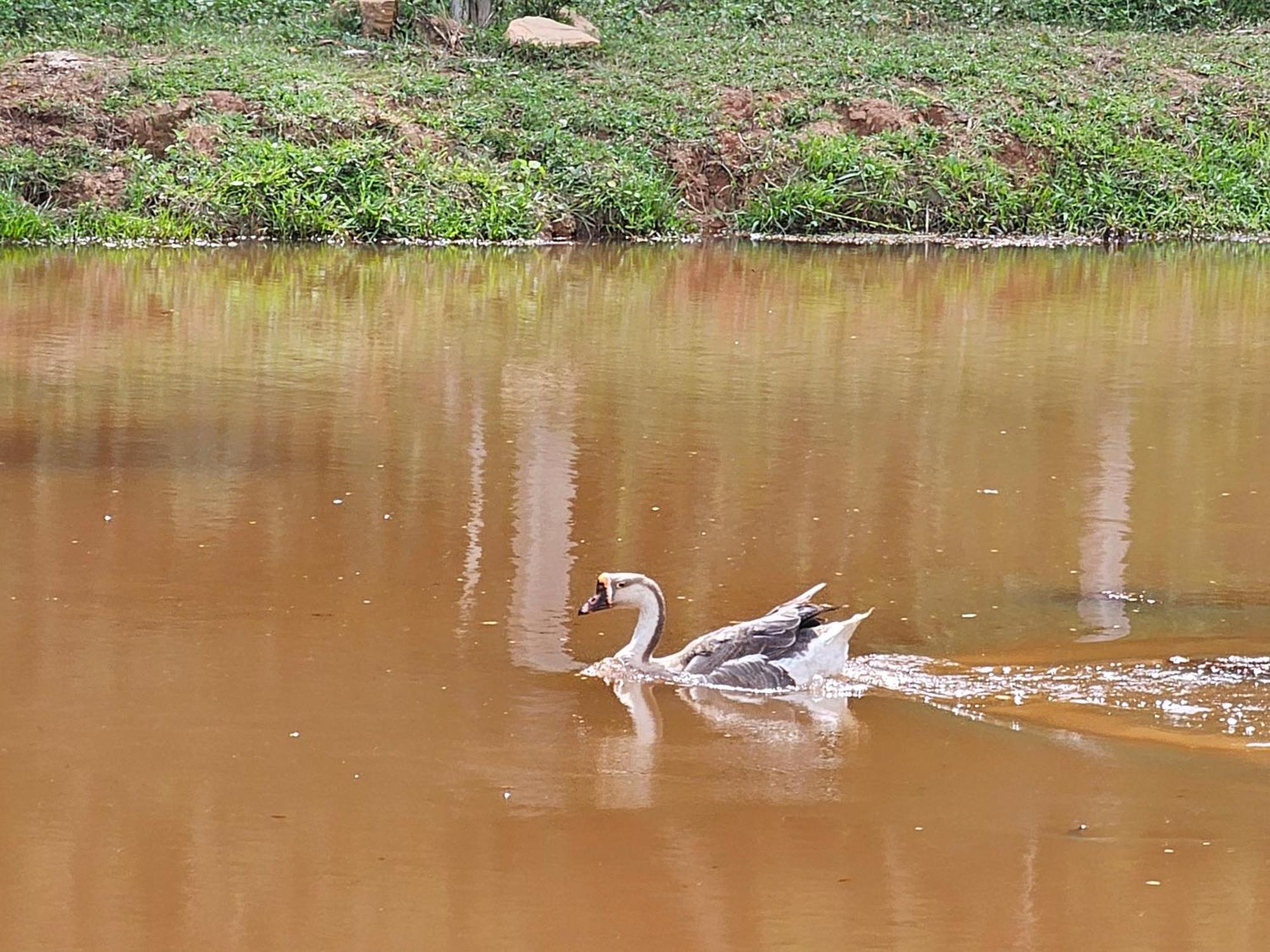 Sitio Reis Membeca Paraíba do Sul Exterior foto