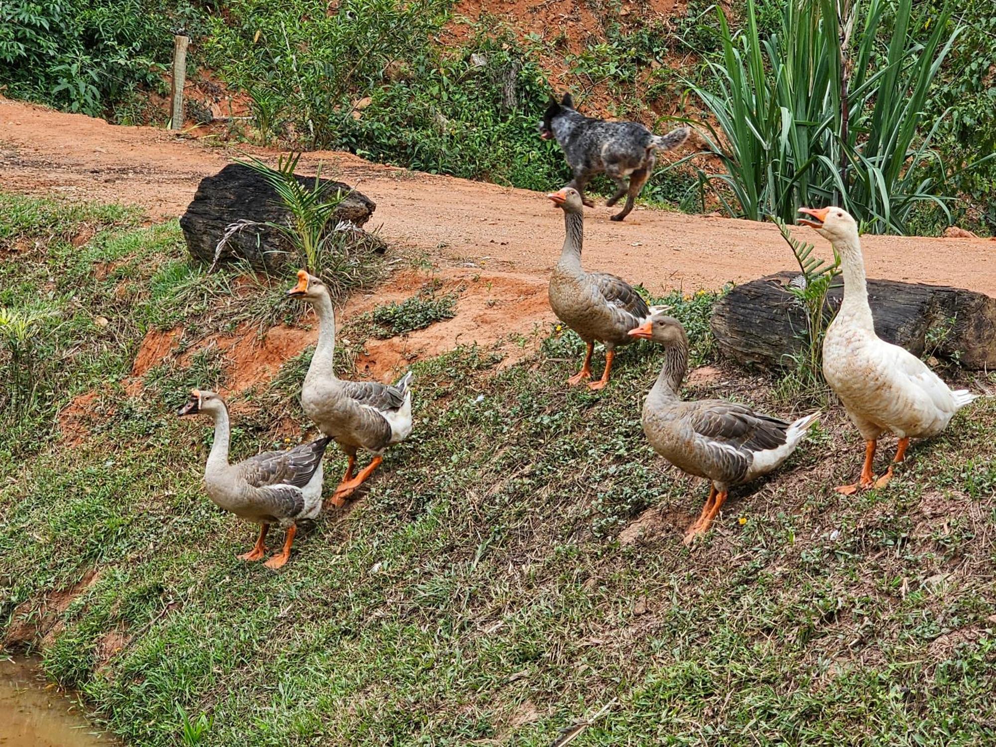Sitio Reis Membeca Paraíba do Sul Exterior foto